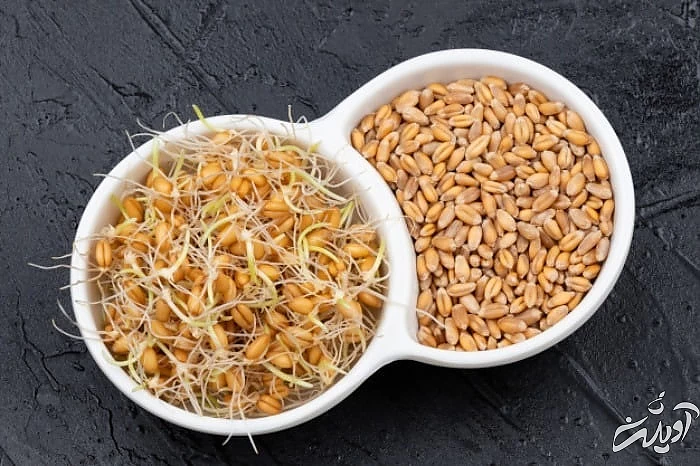 فواید جوانه گندم برای مو 